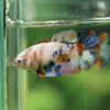 Multicolor/ Galaxy Koi Plakat- Female- 13 Weeks Old