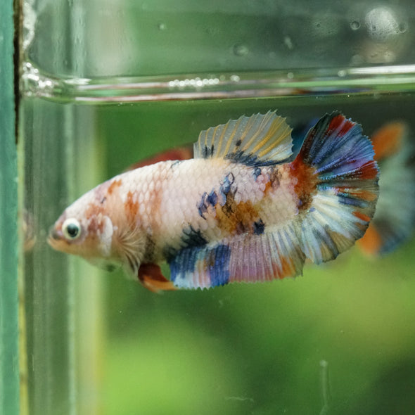 Multicolor/ Galaxy Koi Plakat- Female- 13 Weeks Old