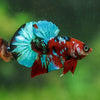 Multicolor/Galaxy Koi Plakat -16 weeks Old