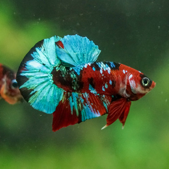 Multicolor/Galaxy Koi Plakat -16 weeks Old