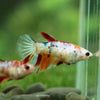 Multicolor/ Galaxy Koi Halfmoon- Female- 13 Weeks Old