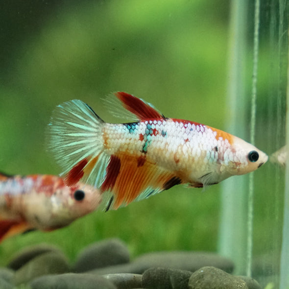 Multicolor/ Galaxy Koi Halfmoon- Female- 13 Weeks Old