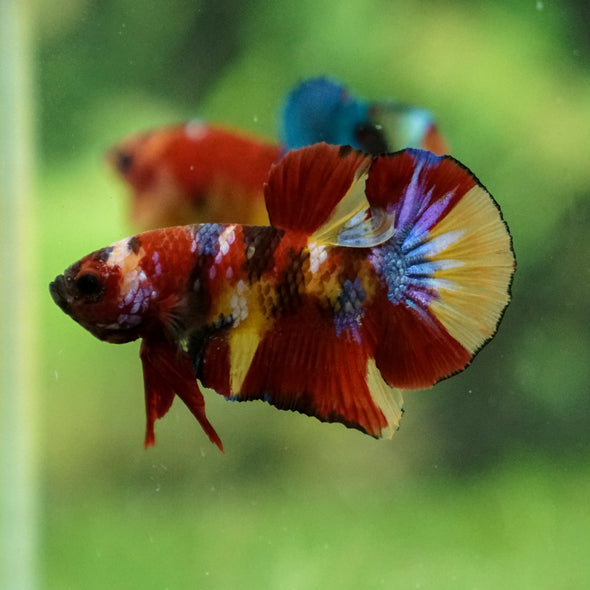 Multicolor/Galaxy Koi Plakat -13 weeks Old