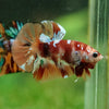 Multicolor/Galaxy Koi Plakat -16 weeks Old