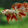 Galaxy/Candy Koi Halfmoon - 14 weeks old