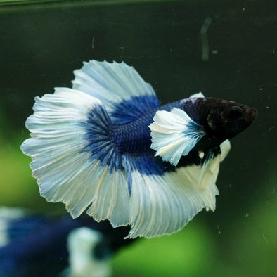 Dumbo Halfmoon - 12 weeks old