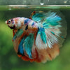 Galaxy/Candy Koi Halfmoon - 13 weeks old