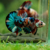 Multicolor/Galaxy Koi Plakat -16 weeks Old