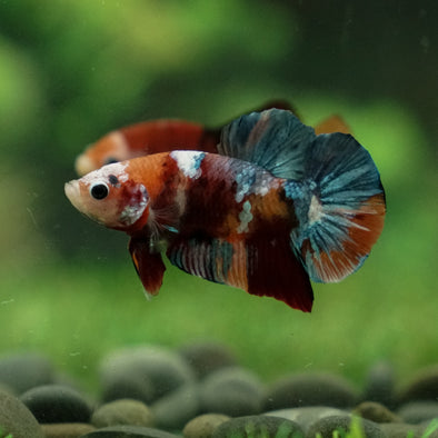 Multicolor/Galaxy Koi Plakat -13 weeks Old