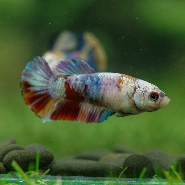 Multicolor/ Galaxy Koi Plakat- Female- 13 Weeks Old