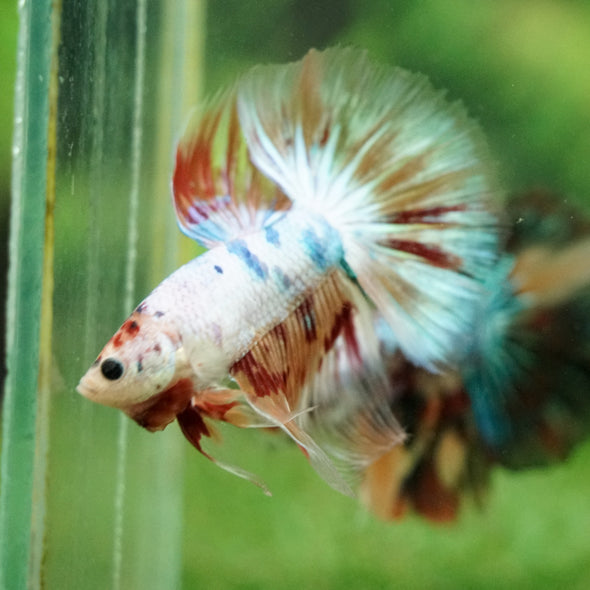 Galaxy/Candy Koi Halfmoon - 14 weeks old