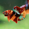 Multicolor/Galaxy Koi Plakat -16 weeks Old