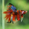 Galaxy/Candy Koi Halfmoon - 11 weeks old