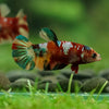 Multicolor/ Galaxy Koi Plakat- Female- 13 Weeks Old