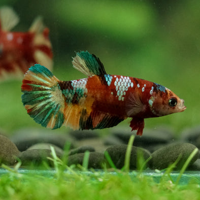 Multicolor/ Galaxy Koi Plakat- Female- 13 Weeks Old