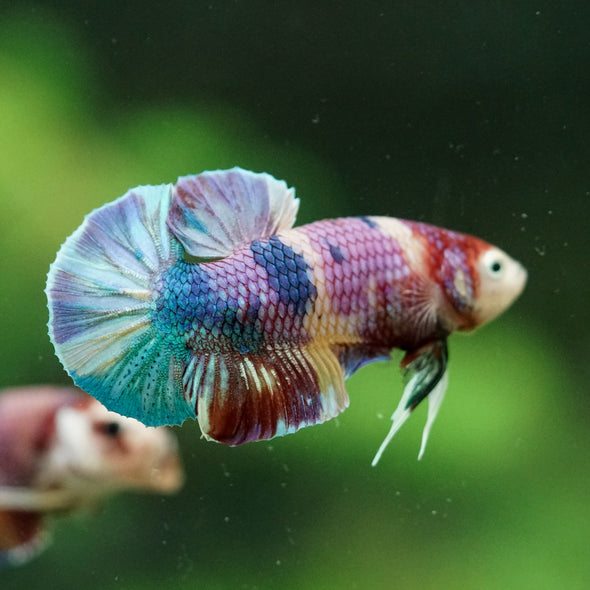 Multicolor/Galaxy Koi Plakat -11 weeks Old