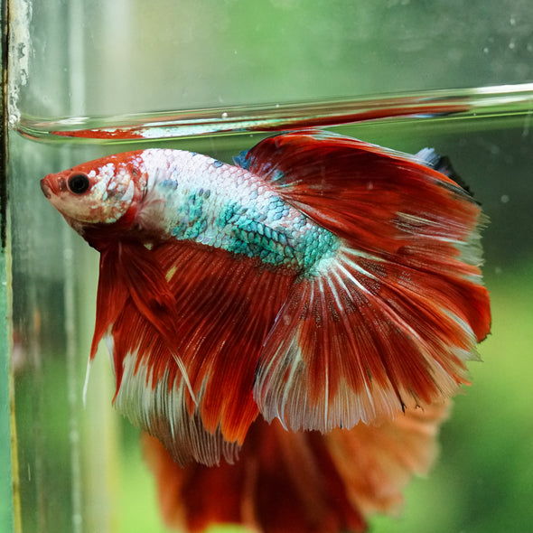 Galaxy/Candy Koi Halfmoon - 14 weeks old
