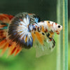 Galaxy/Candy Koi Halfmoon - 14 weeks old