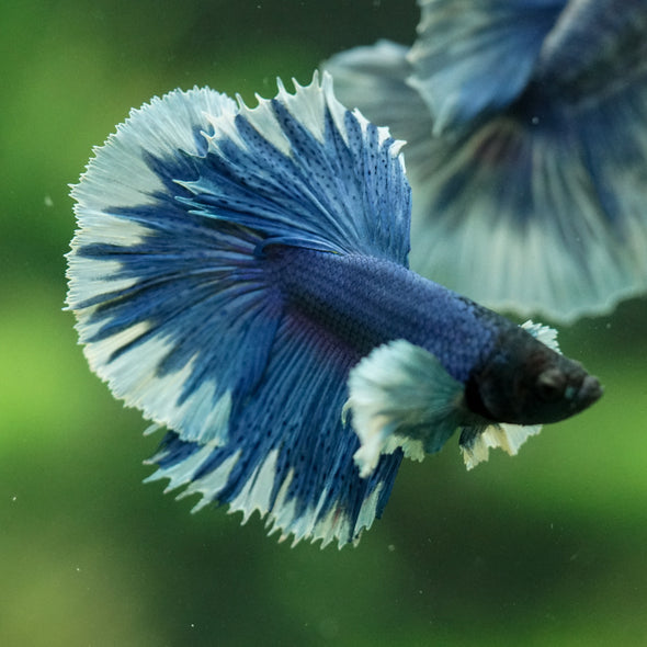 Dumbo Halfmoon - 11 weeks old