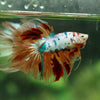 Galaxy/Candy Koi Halfmoon - 13 weeks old