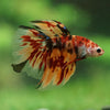 Galaxy/Candy Koi Halfmoon - 14 weeks old