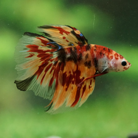 Galaxy/Candy Koi Halfmoon - 14 weeks old
