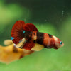 Multicolor/ Galaxy Koi Plakat- Female- 13 Weeks Old