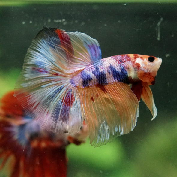 Galaxy/Candy Koi Halfmoon - 14 weeks old