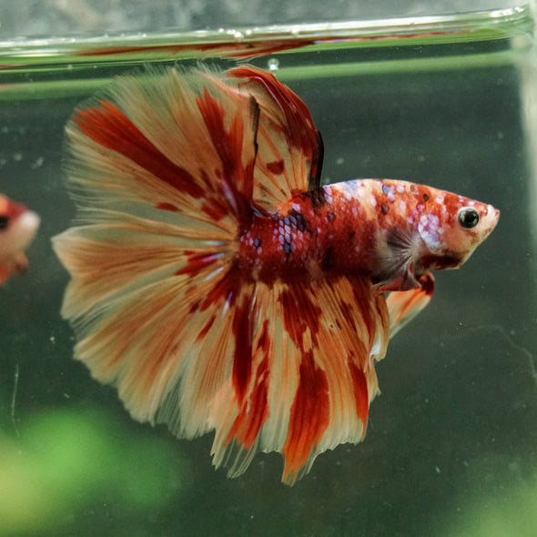 Galaxy/Candy Koi Halfmoon - 14 weeks old