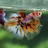 Galaxy/Candy Koi Halfmoon - 13 weeks old