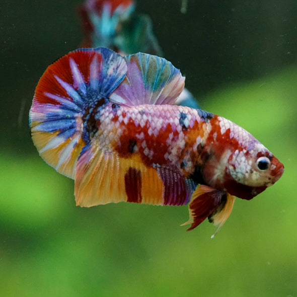 Multicolor/Galaxy Koi Plakat -16 weeks Old