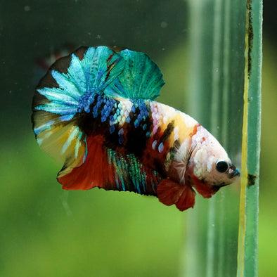 Multicolor/Galaxy Koi Plakat -16 weeks Old