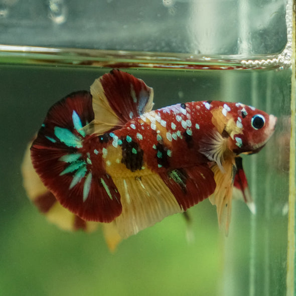 Multicolor/Galaxy Koi Plakat -13 weeks Old