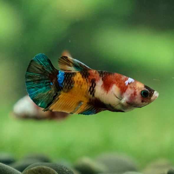 Multicolor/ Galaxy Koi Plakat - Female- 13 Weeks Old