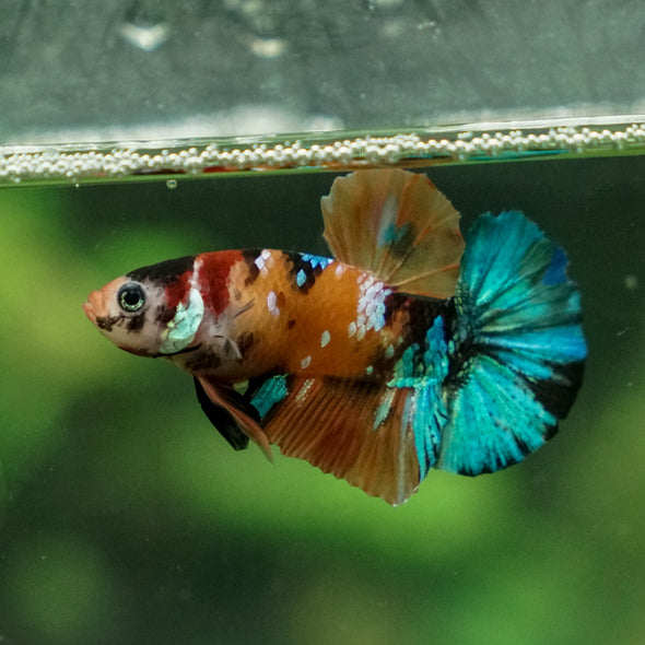 Multicolor/Galaxy Koi Plakat -13 weeks Old