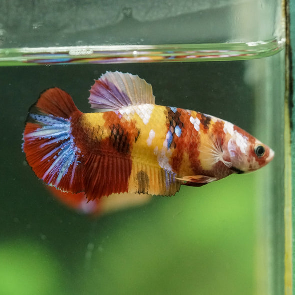 Multicolor/ Galaxy Koi Plakat- Female- 13 Weeks Old
