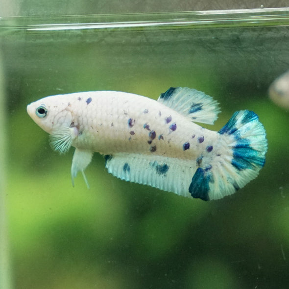 Blue/Green Dalmatian Plakat- Female