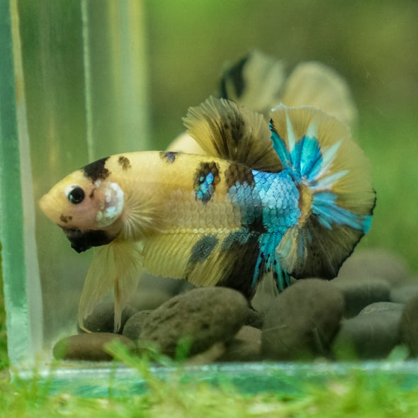 Multicolor/Galaxy Koi Plakat -13 weeks Old