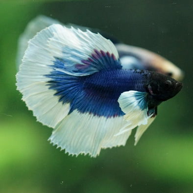 Dumbo Halfmoon - 11 weeks old