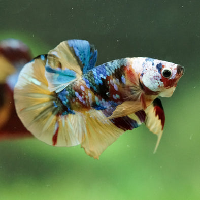 Multicolor/Galaxy Koi Plakat -16 weeks Old