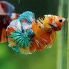 Multicolor/Galaxy Koi Plakat -16 weeks Old