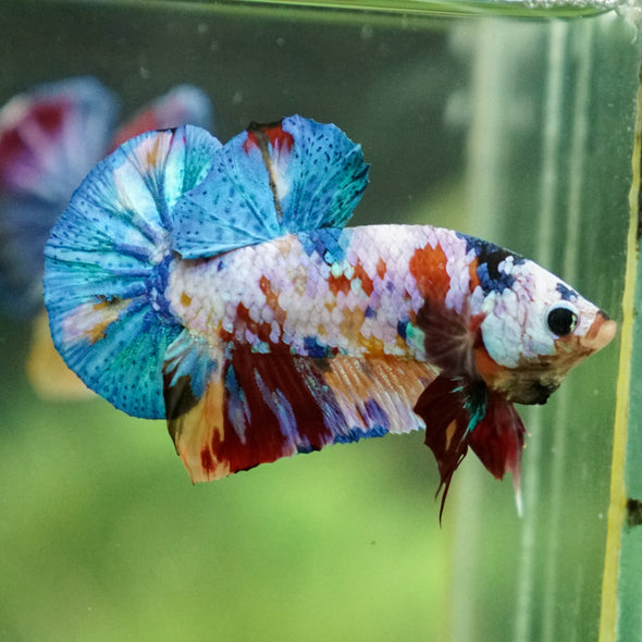 Multicolor/Galaxy Koi Plakat -13 weeks Old