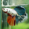 Galaxy/Candy Koi Halfmoon - 14 weeks old