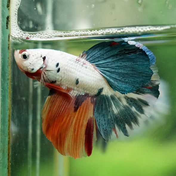 Galaxy/Candy Koi Halfmoon - 14 weeks old