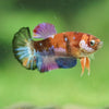 Multicolor/ Galaxy Koi Plakat- Female- 13 Weeks Old