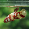 Multicolor/ Galaxy Koi Plakat- Female- 13 Weeks Old