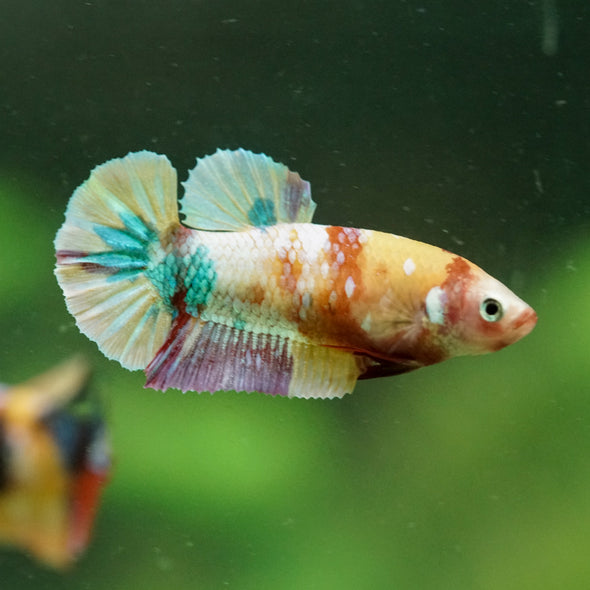Multicolor/ Galaxy Koi Plakat- Female- 13 Weeks Old