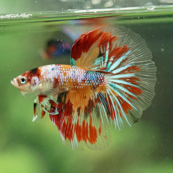 Galaxy/Candy Koi Halfmoon - 11 weeks old