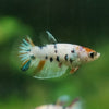 Multicolor/ Galaxy Koi Halfmoon - Female- 13 Weeks Old