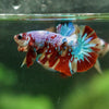 Multicolor/Galaxy Koi Plakat -16 weeks Old